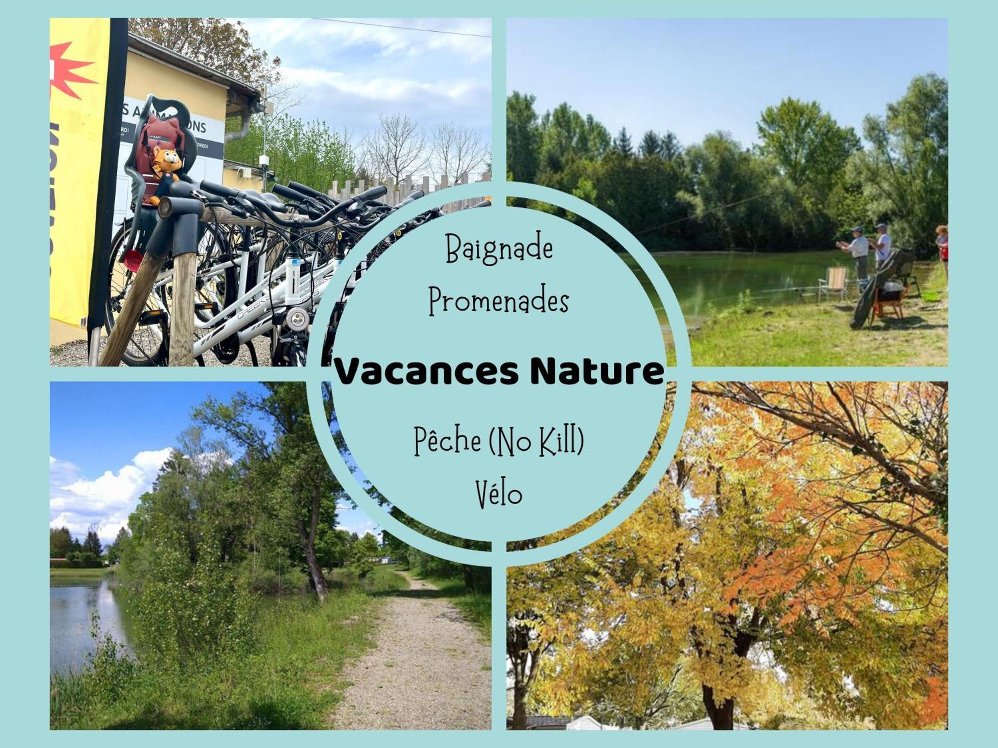 Les Pinots D'Alsace - 3 Bungalows Climatises Avec Tv - Proche Europa Park Boofzheim Kültér fotó